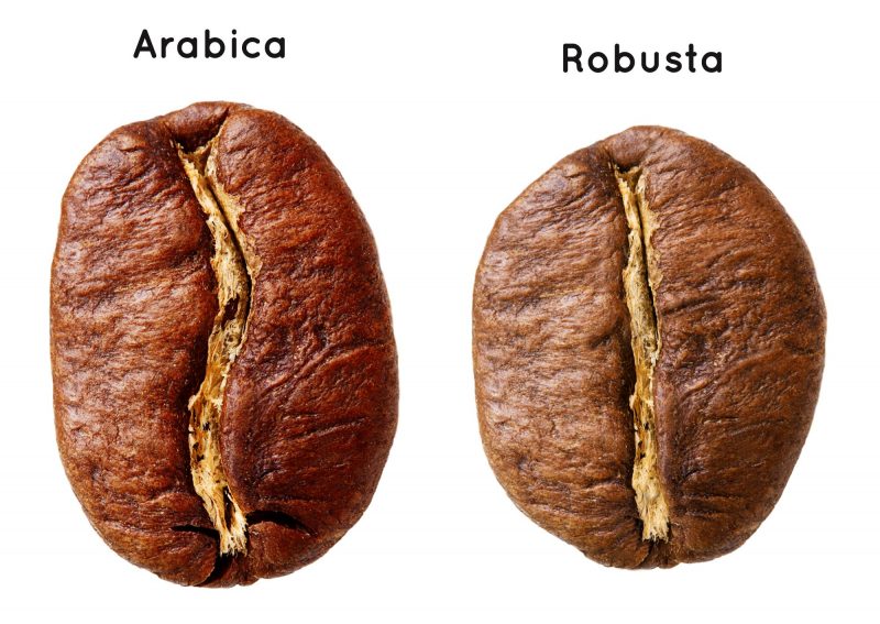 Arabica vs Robusta Coffee — Which Is Right for Your Café or Restaurant?